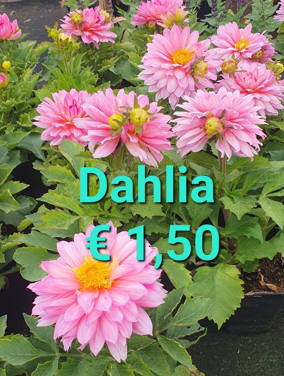 TUINPLANTEN leuke prijzen!