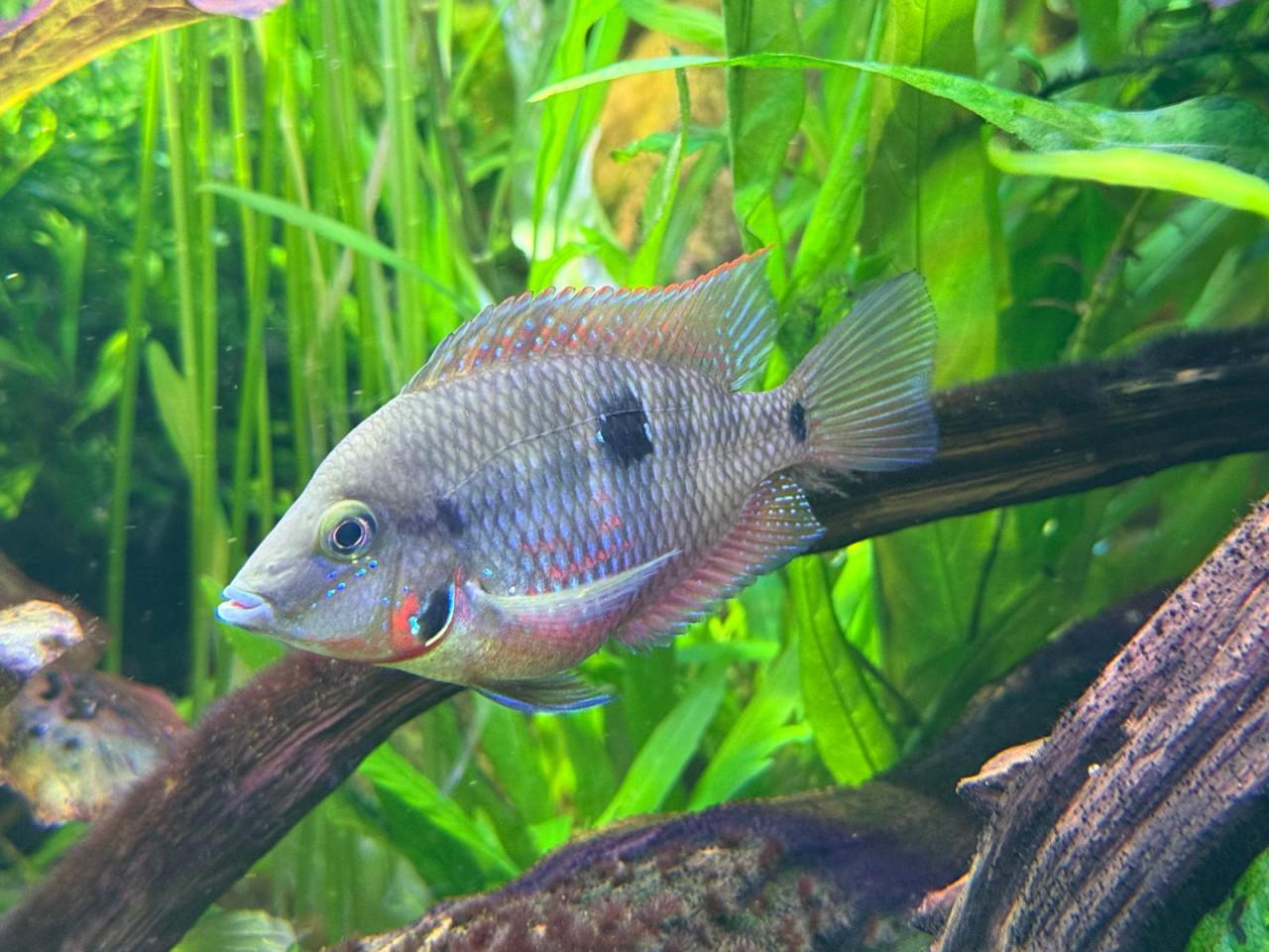 Thorichthys meeki – Vuurkeelcichlide cichlide (ellioti)