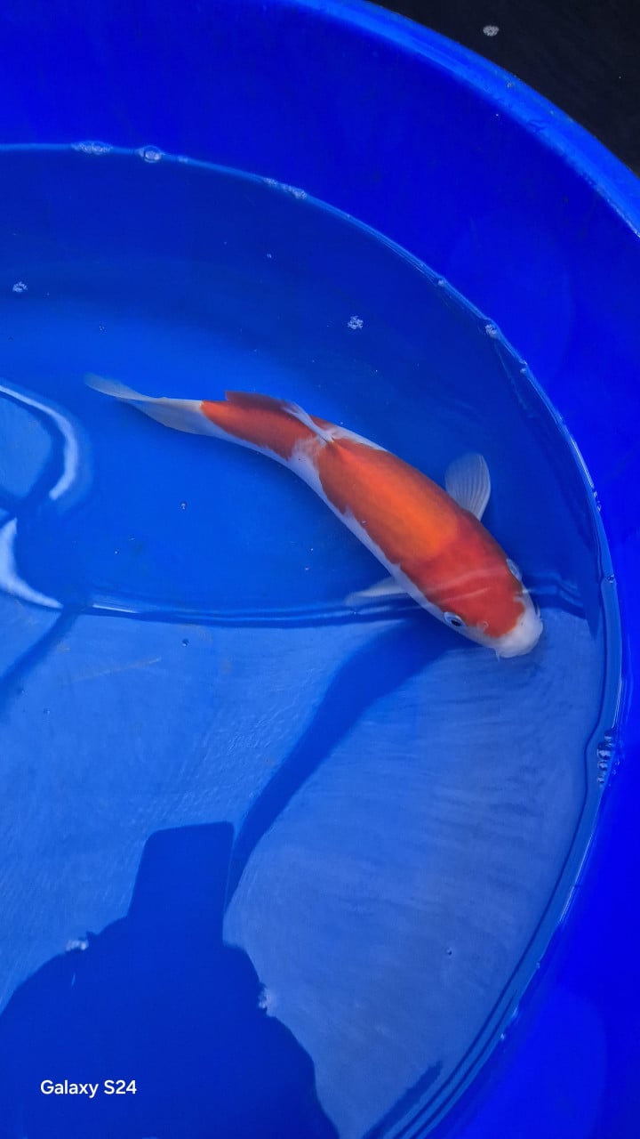 2 x kohaku