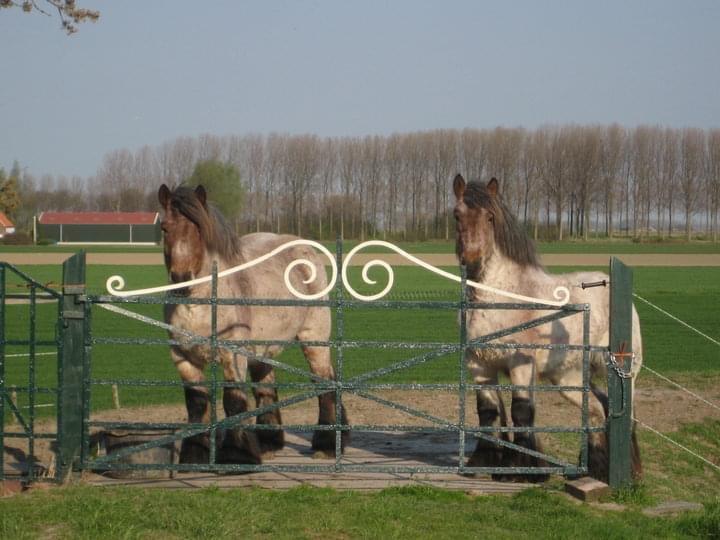 Zeeuws boerenhof hek en loophek