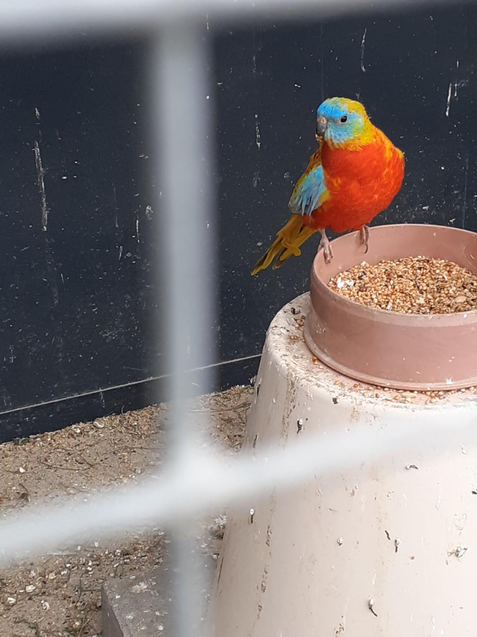 Koppel turquoisineparkieten
