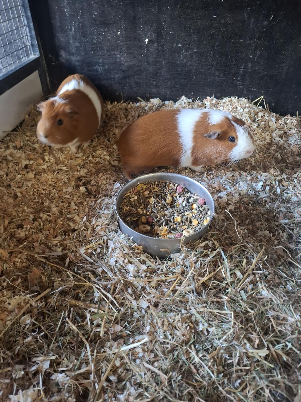 Jonge cavia's zeugjes en beertjes