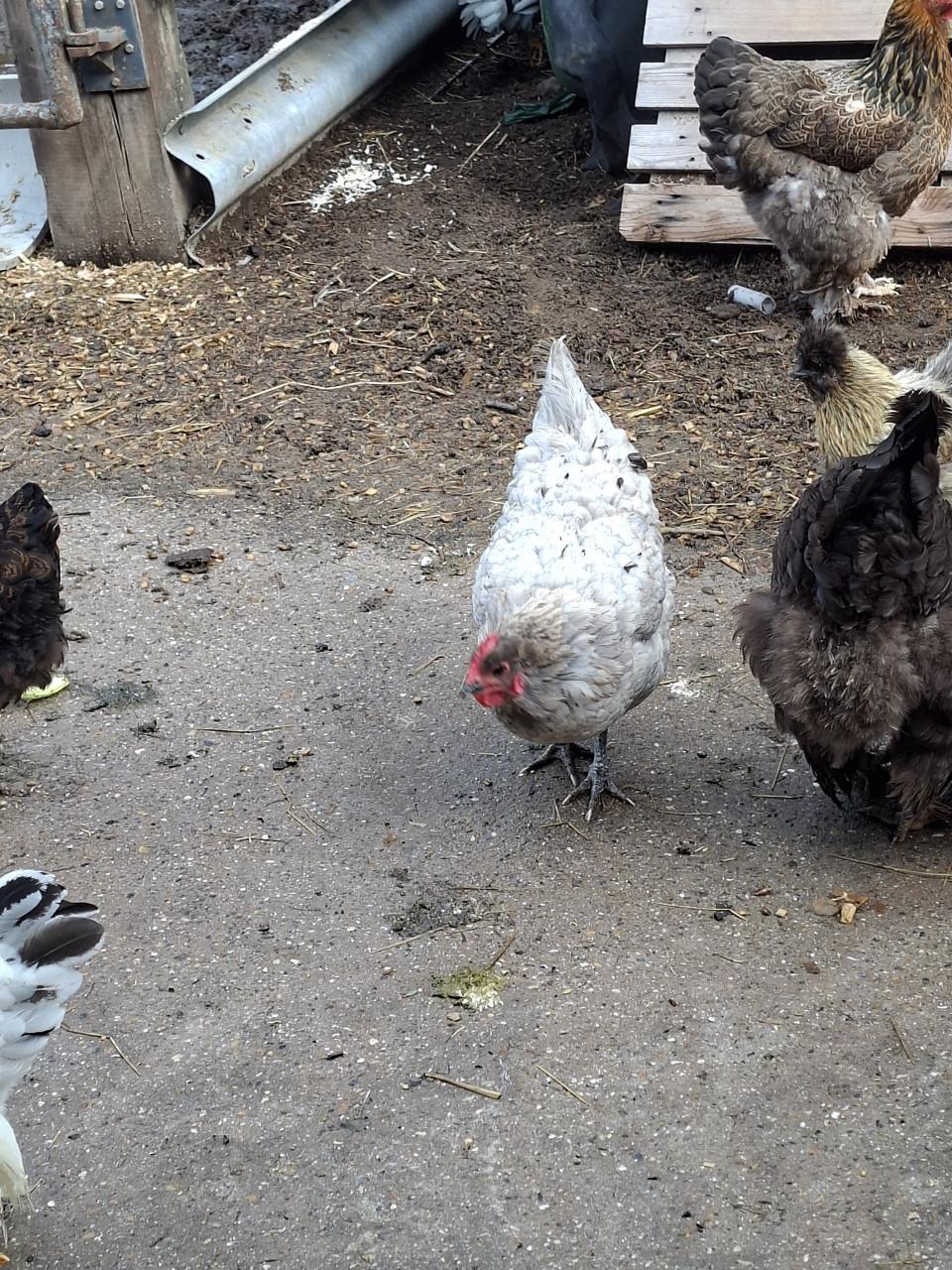 Jonge hennetjes te koop