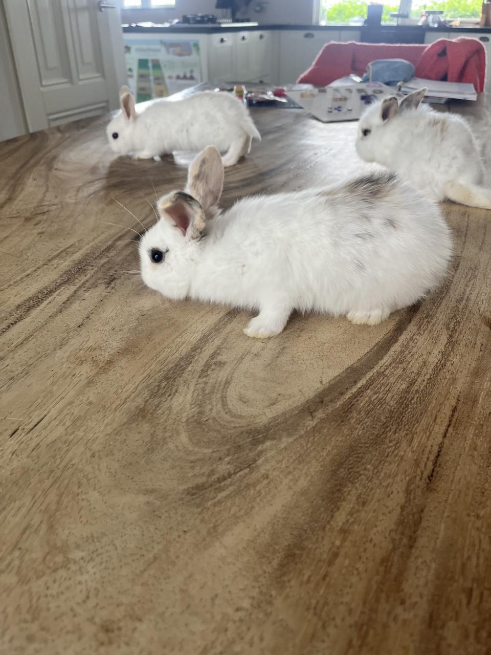 Baby konijn