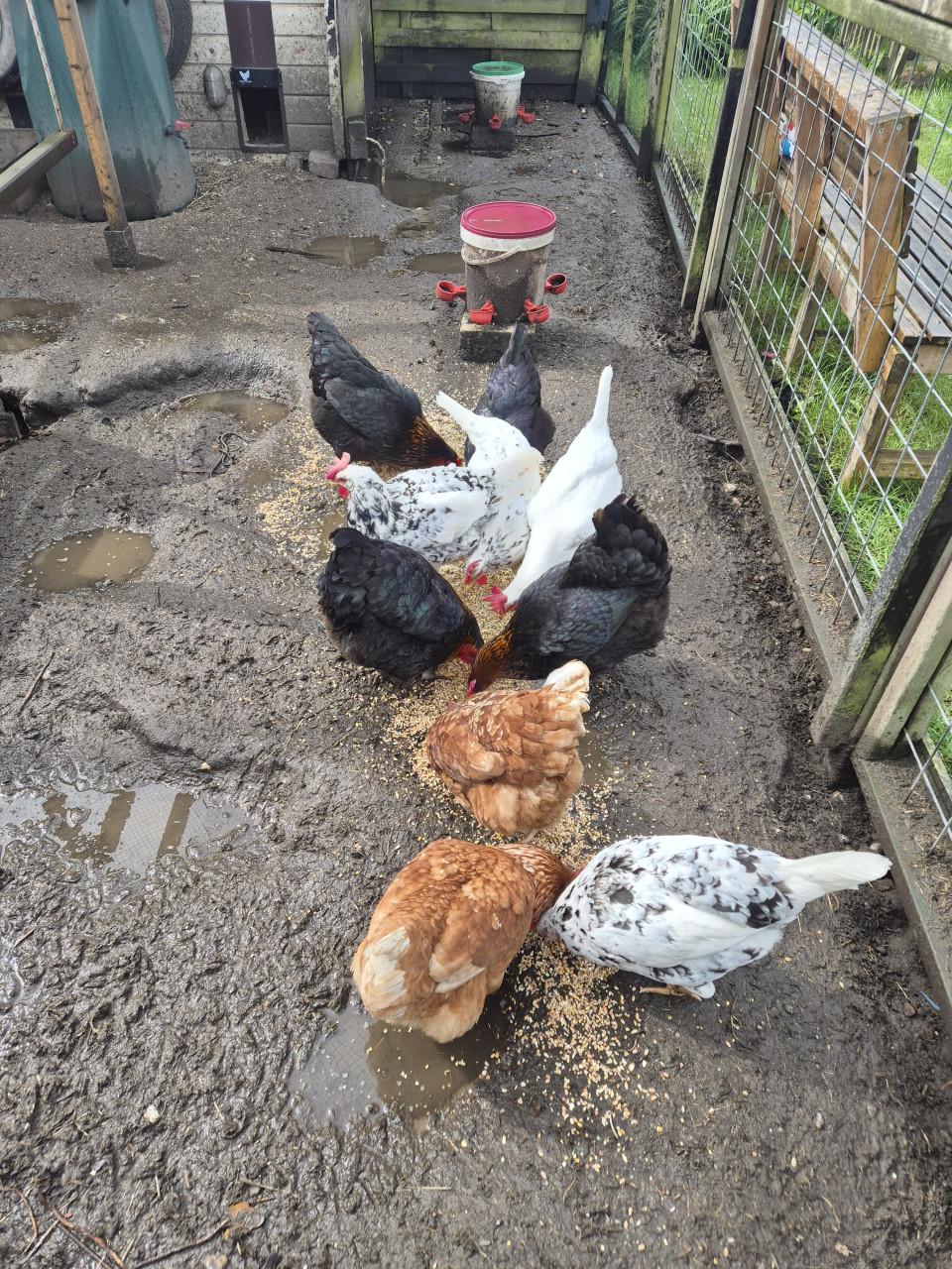 Kippen