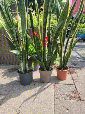 Planten