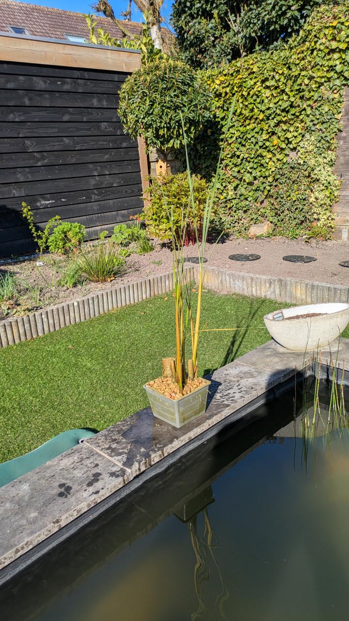 Vijverplant kleine lisdodde in mand 18x18cm