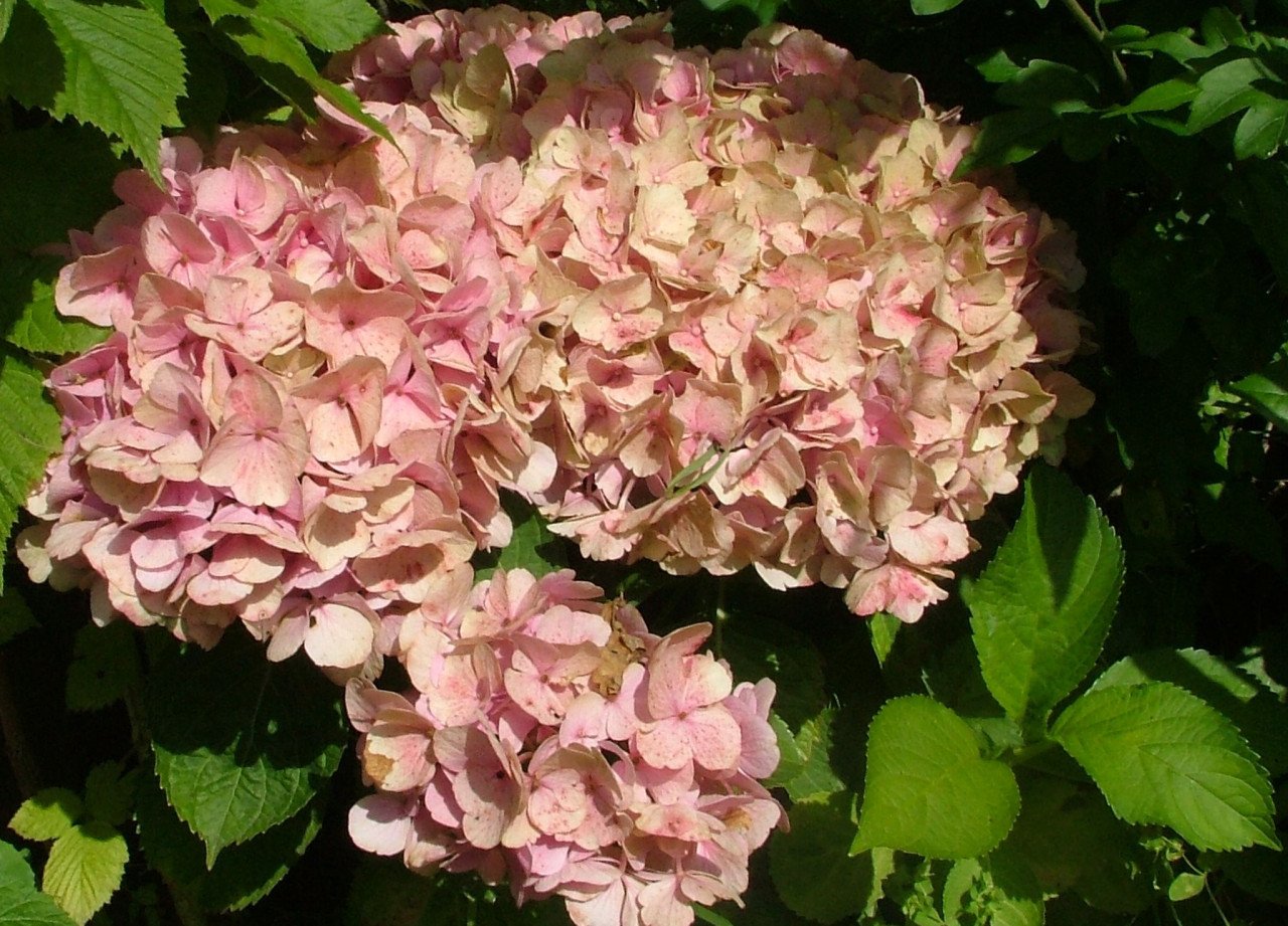 Hortensia