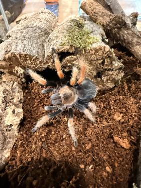 Brachypelma boehmei