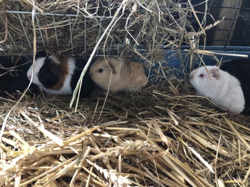Baby cavia’s, speciale kleurtjes!!