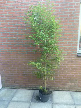 Liguster struik 2 meter