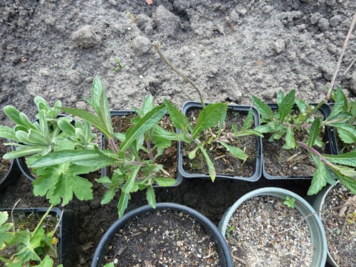 VASTE PLANTEN EN BODEMBEDEKKERS