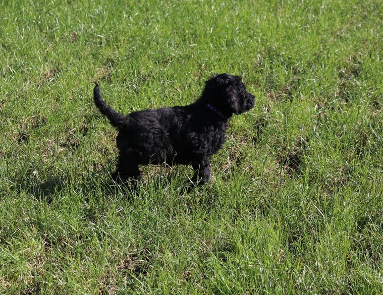 Labradoodle pups beschikbaar