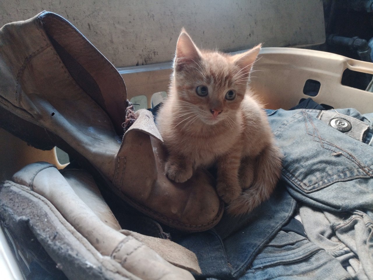 KITTENS