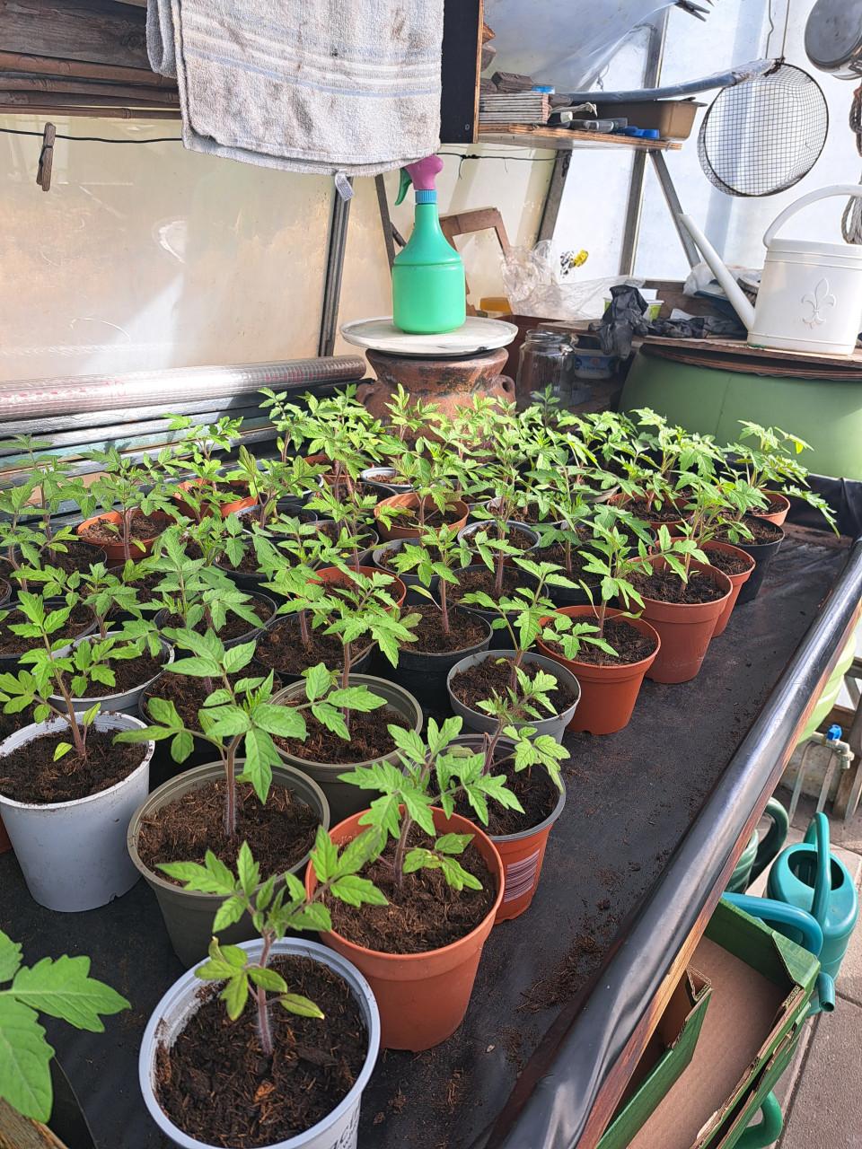 TOMATEN. PAPRIKA EN SPAANSE PEPER PLANTEN