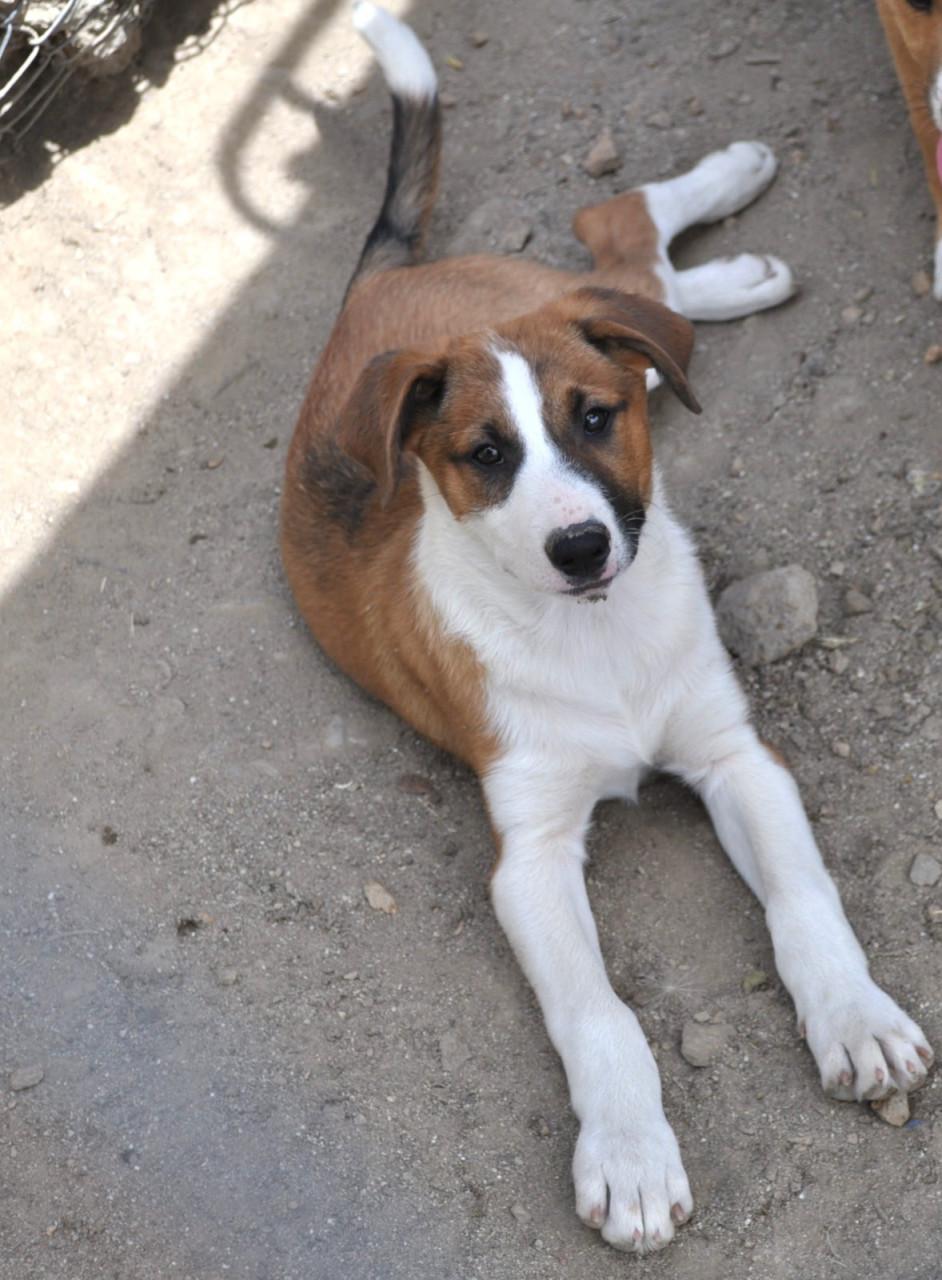 Alora Dog Rescue: Freddy laat je hart smelten