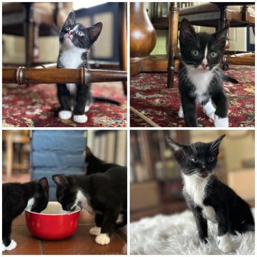 Kittens