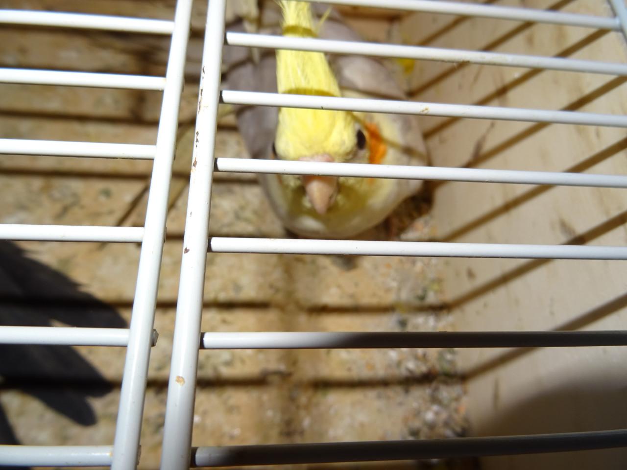 Te koop koppel mooie valk parkieten broedrijp