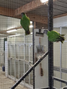 2 senegal papegaai (bonte boer) mannen, roodbuik