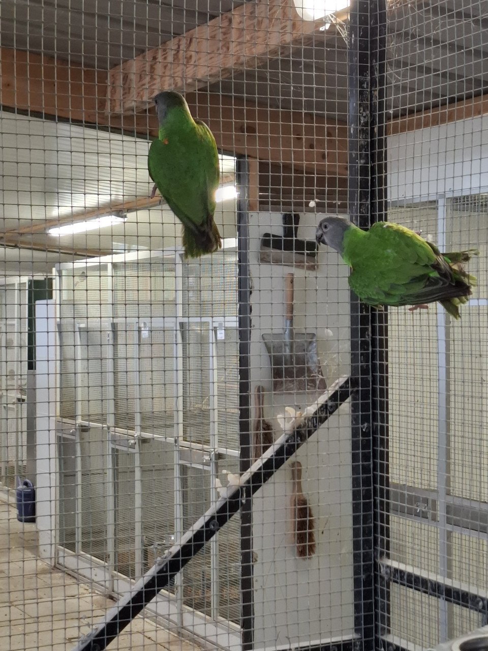 2 senegal papegaai (bonte boer) mannen, roodbuik