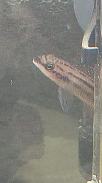 Julidochromis dickfeldi (cichlide)