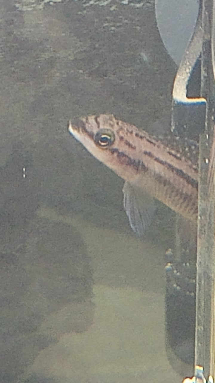 Julidochromis dickfeldi (cichlide)