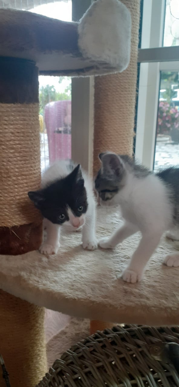 Lieve aanhankelijke kittens ❣
