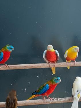 Turquoisineparkieten