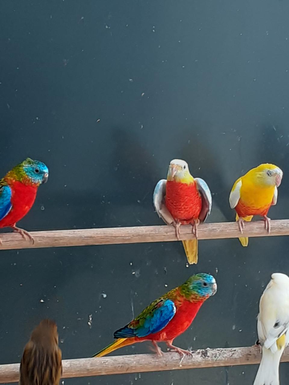 Turquoisineparkieten