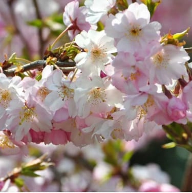 Prunus Autumnalis Rosea - Japanse sierkers op stam