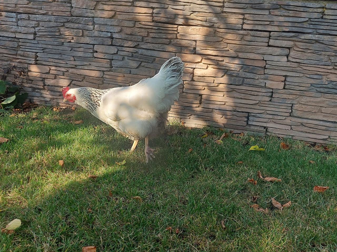 Sussex hen legkip