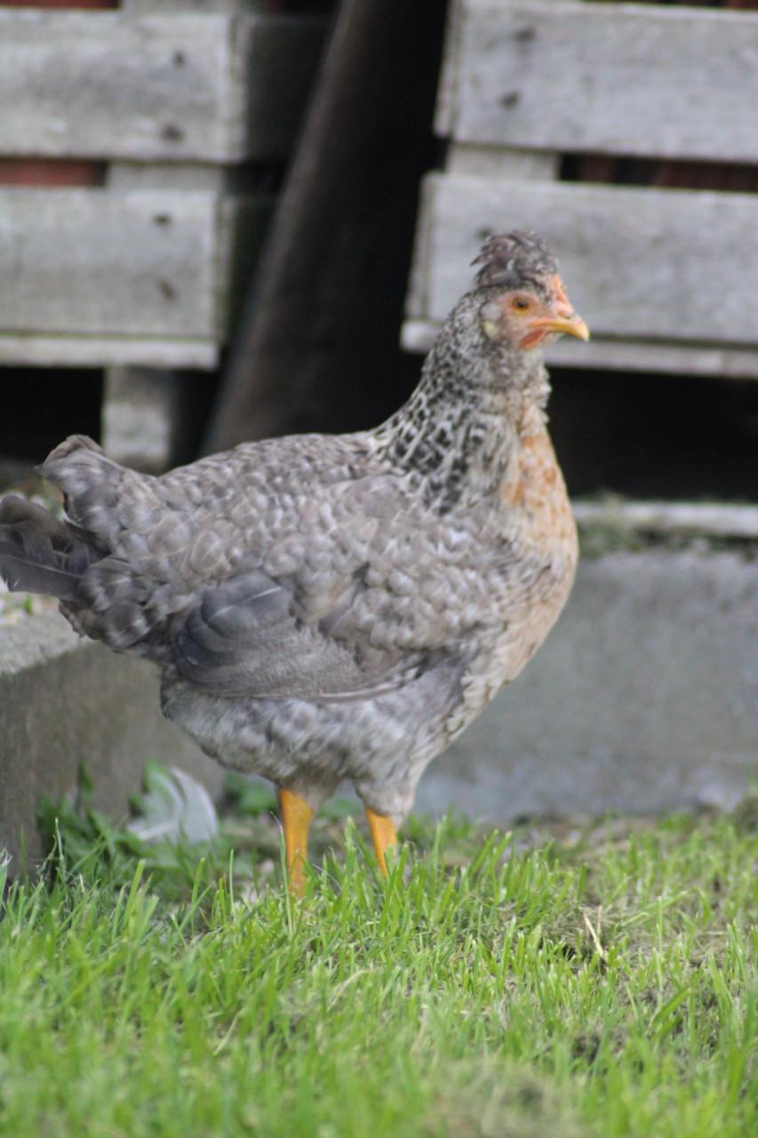 Verschillende kleuren broedeieren.