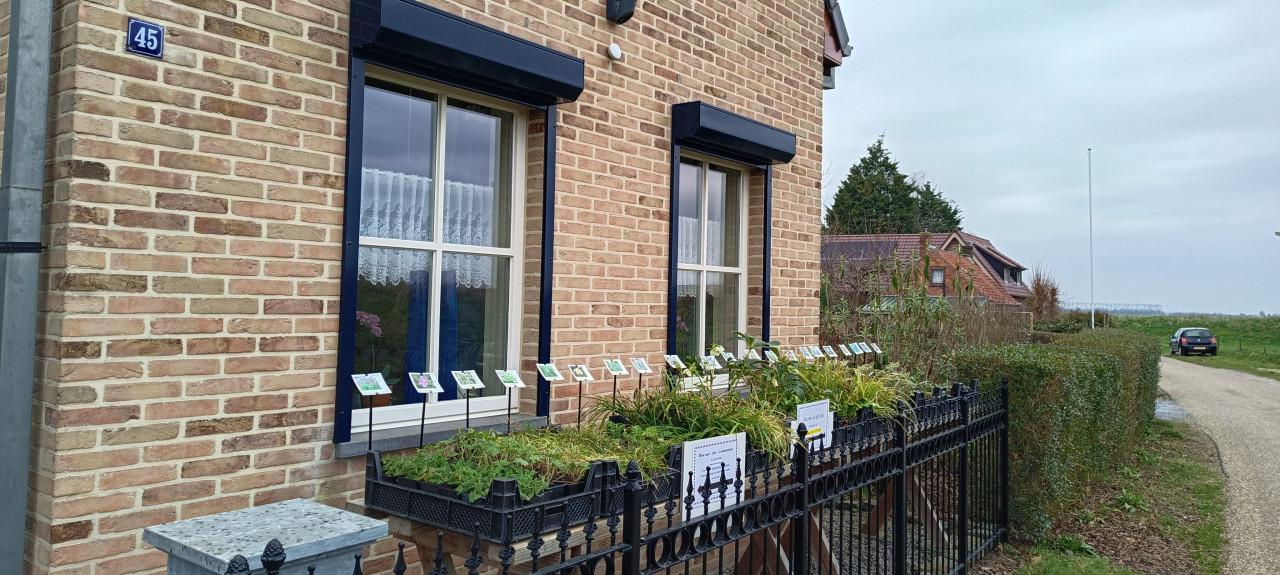 Het plantenkraampje staat er weer: mooie planten voor slechts €1,25 p/st.