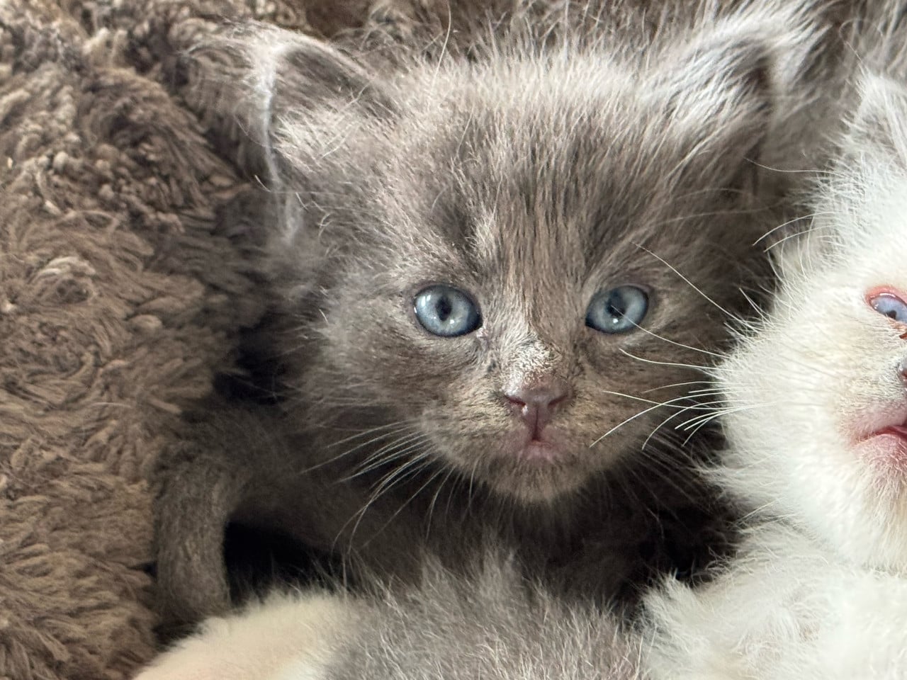 Aanhankelijke Ragdoll x Nebelung katertje