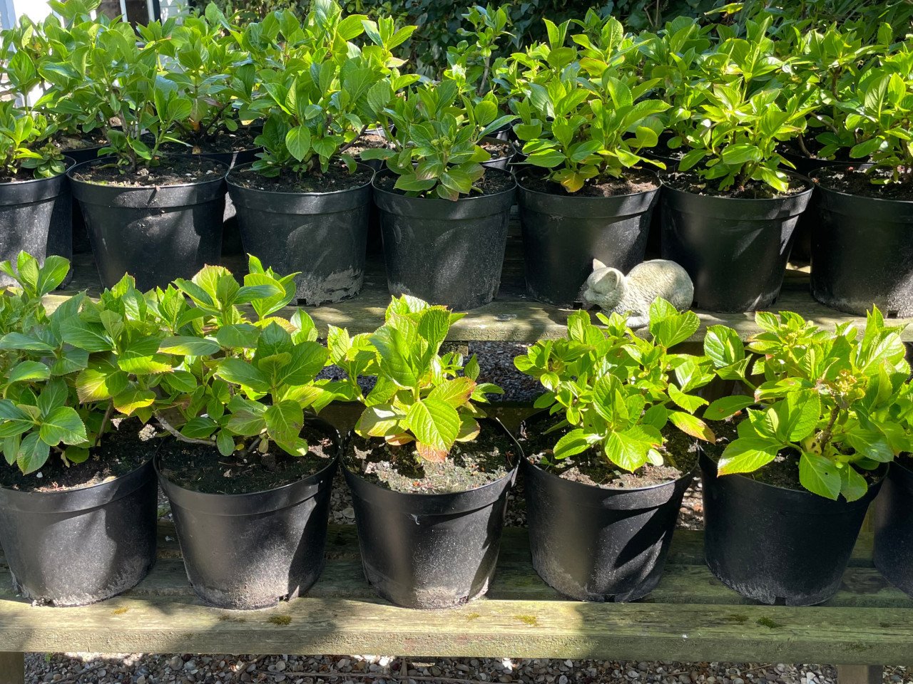 Boerenhortensia’s (roze)
