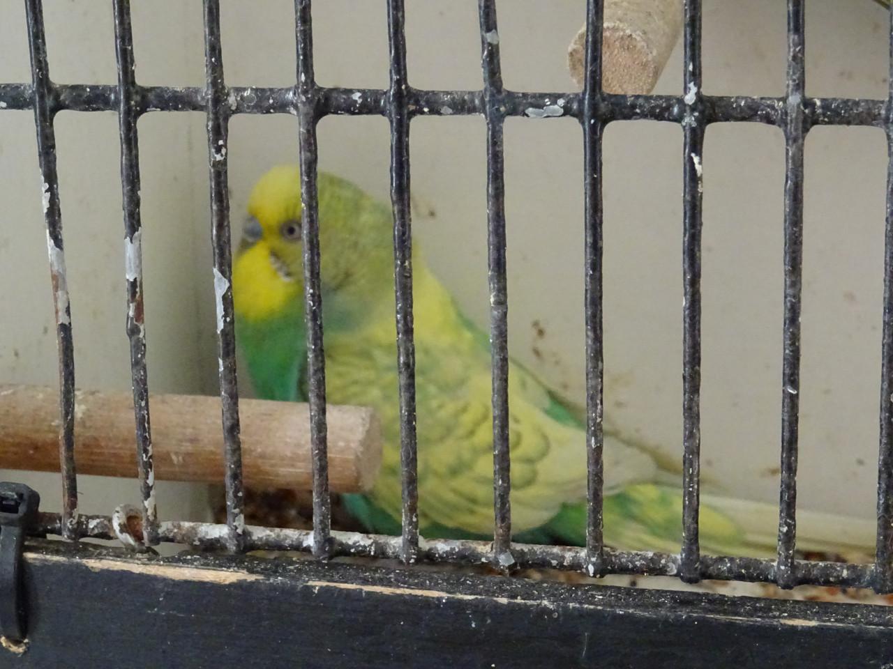 Te koop mooi koppeltje grasparkietjes broedrijp