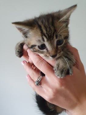 Kitten