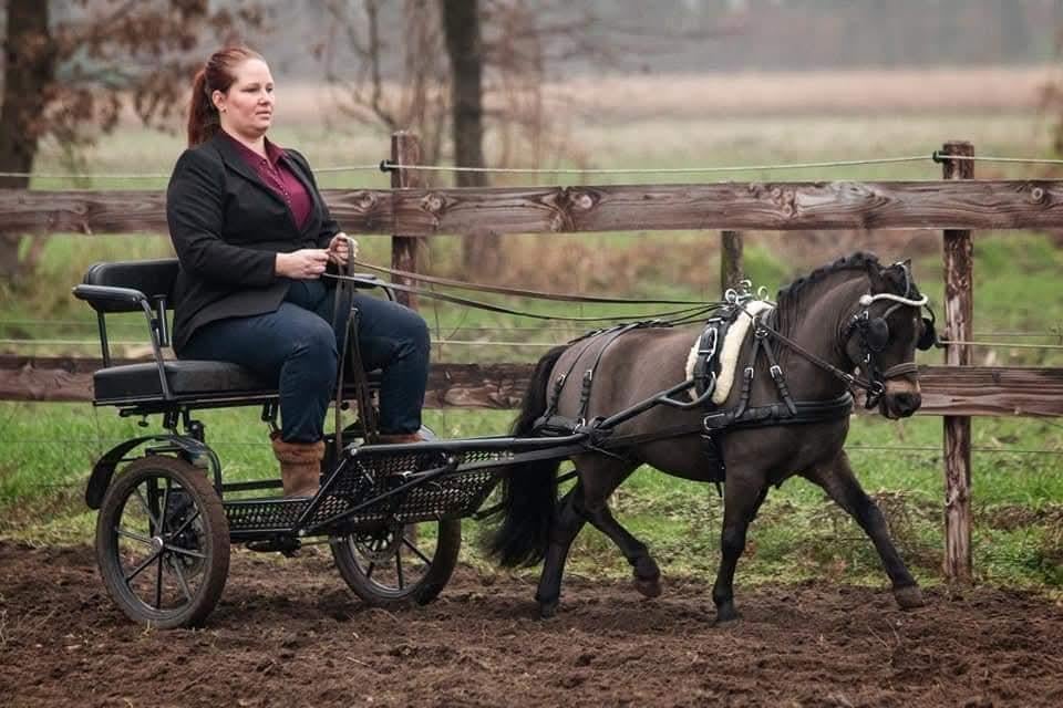 NMPRS Minipaard 1 m met uitstraling