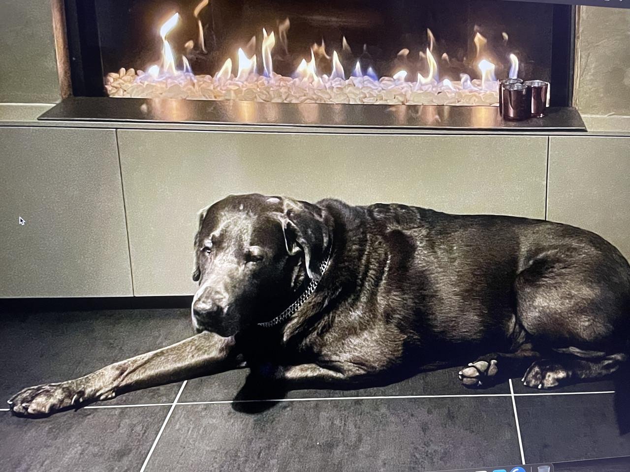 Labrador charcoal grijs