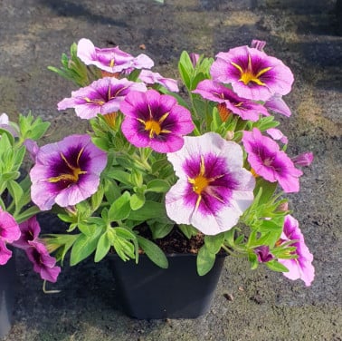 TUINPLANTEN Oudelande