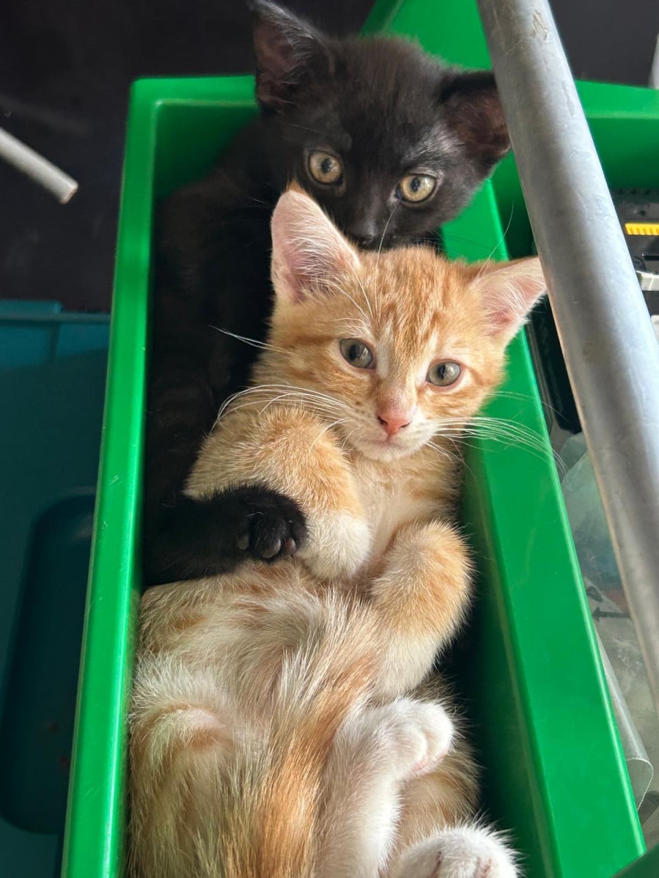 Lief katertje (kitten)