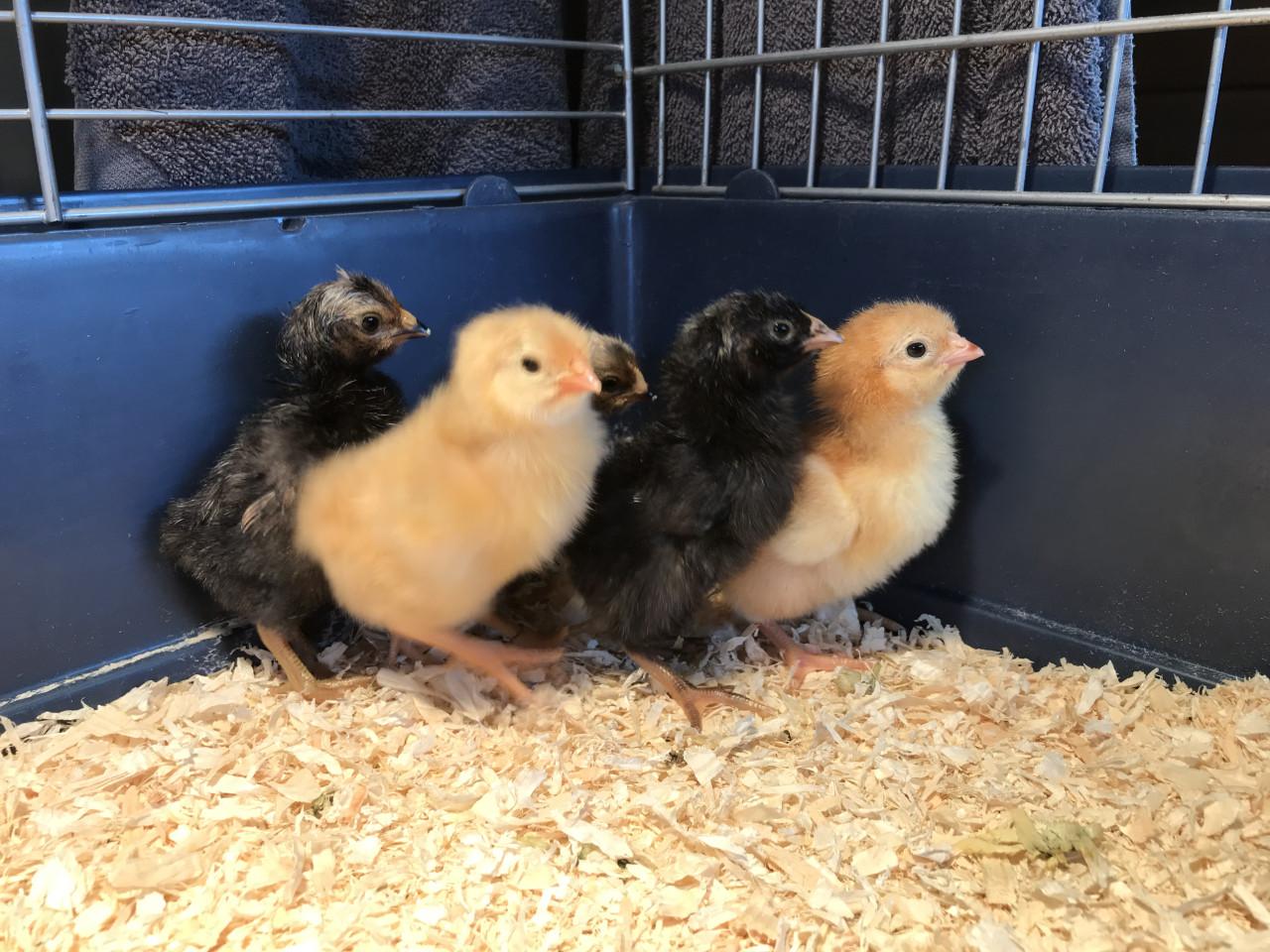 Verschillende kleuren broedeieren.