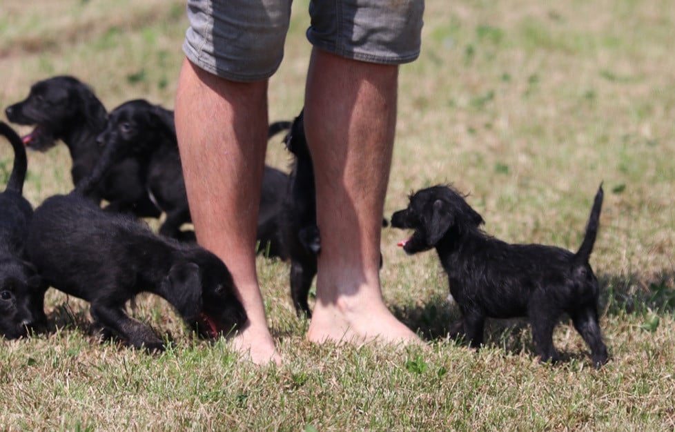 Super leuke kruising pups