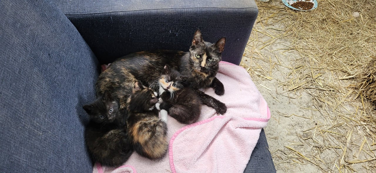 3 mooie boerderij kittens
