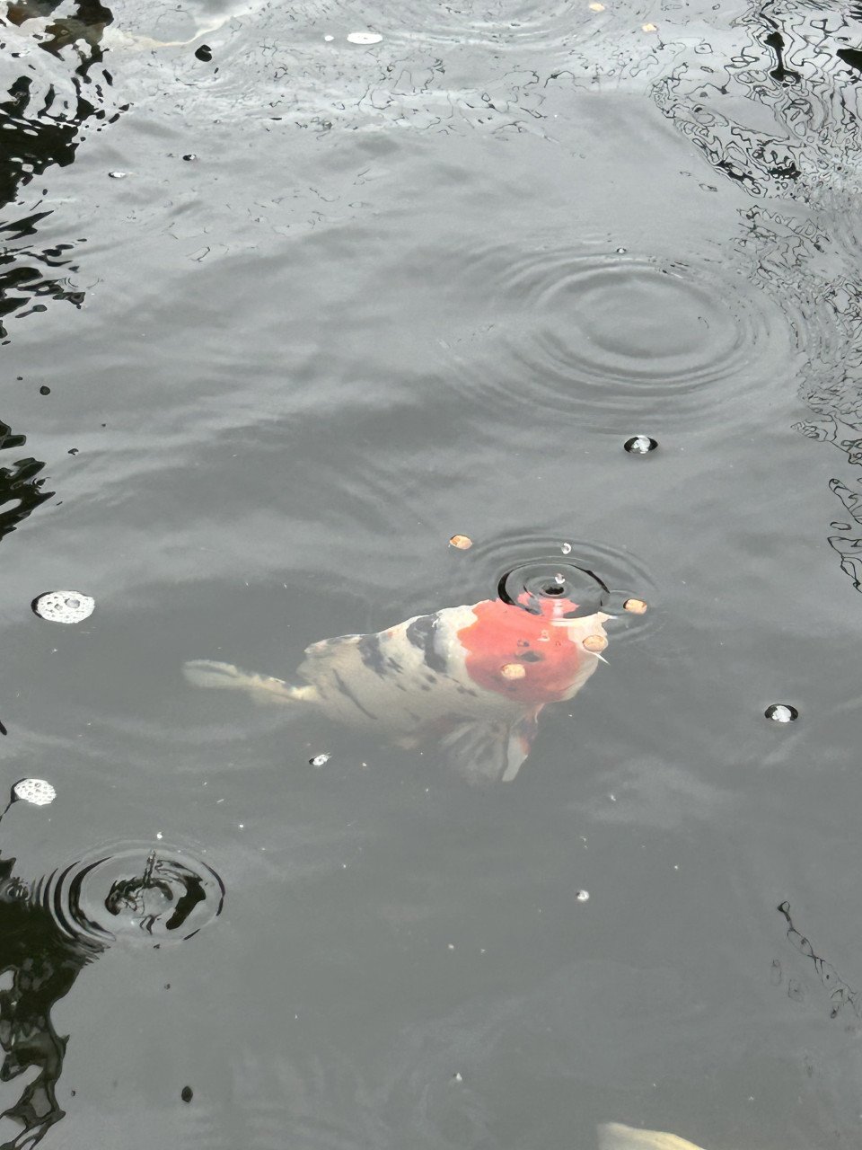 3 stuks koi