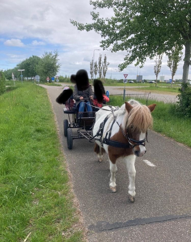 Te koop recreatie men-wagen/koets
