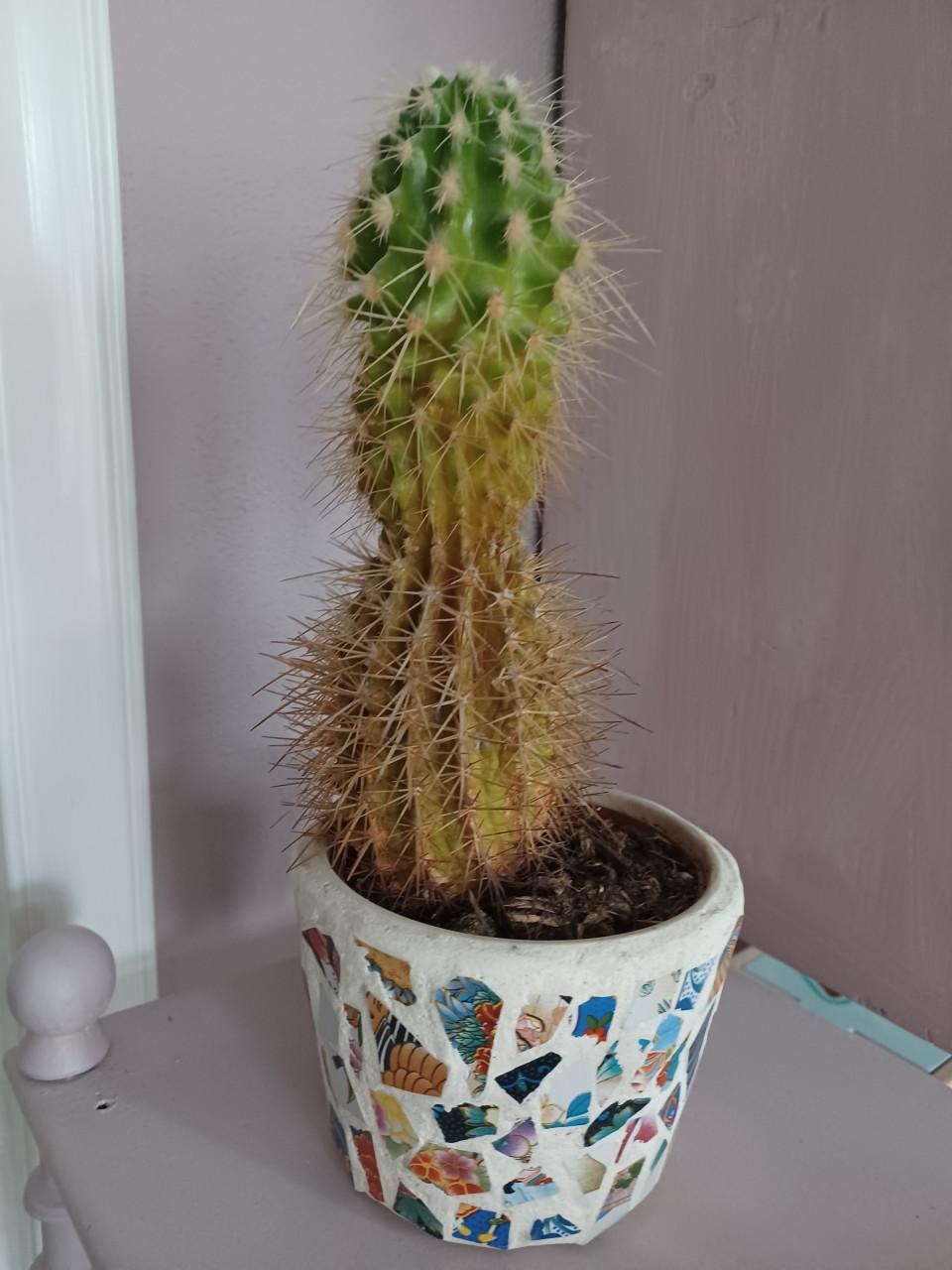 Cactus