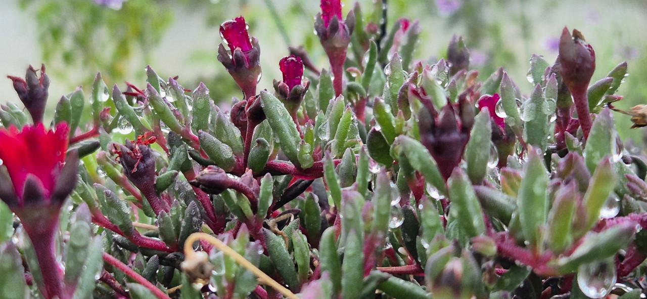 Nieuwe oogst Vaste planten bio