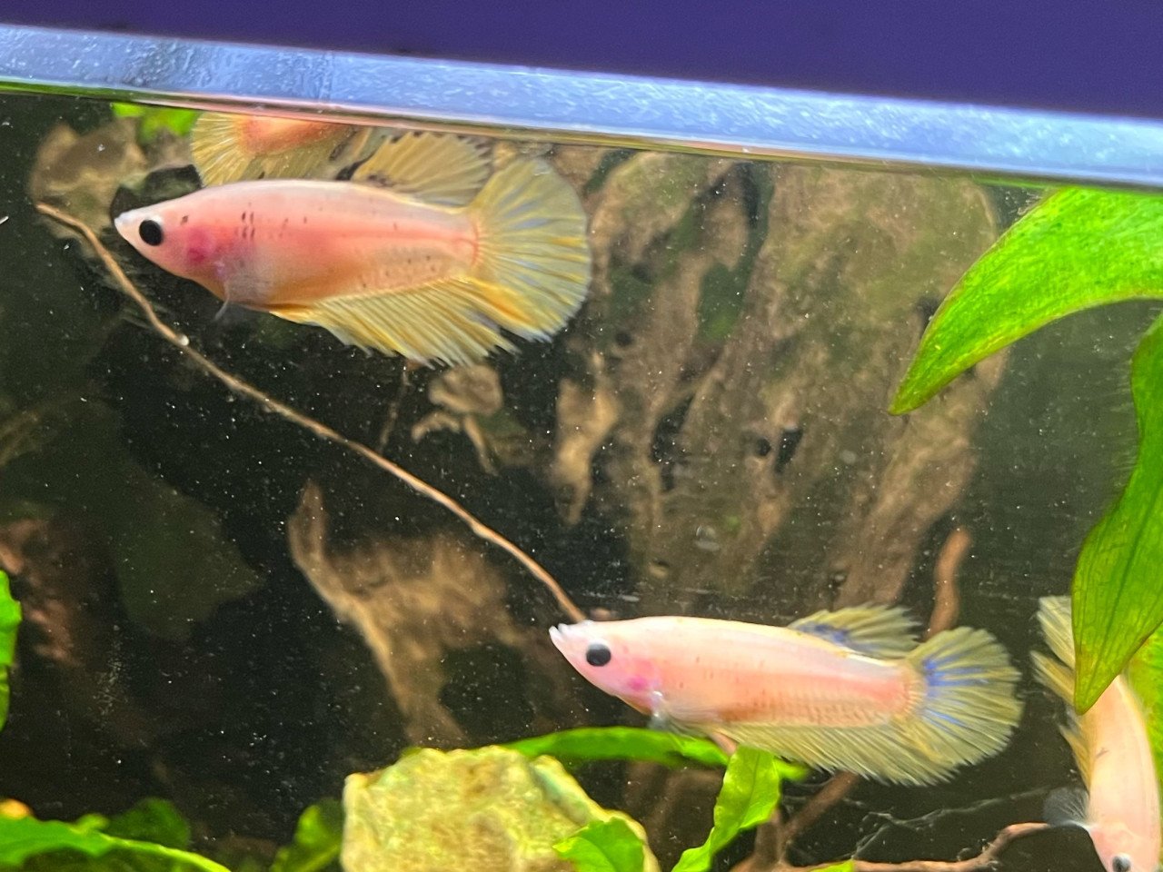 Betta vissen vrouw geel, blauw