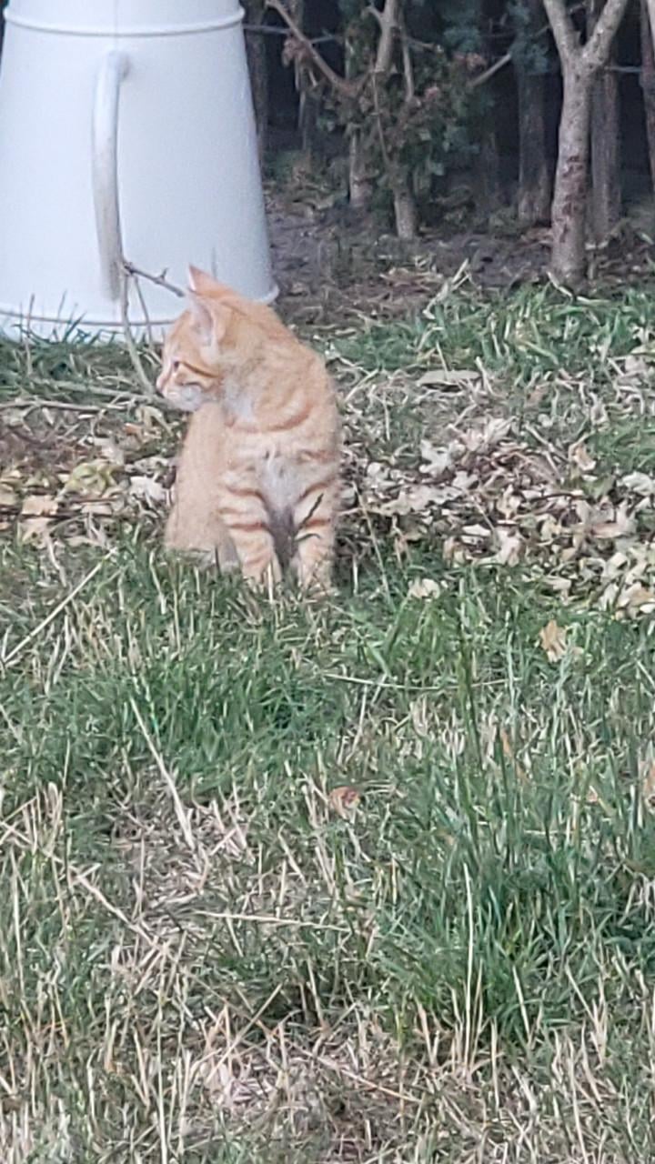 Kittens